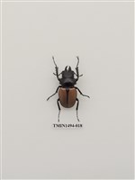 藏品(鞘翅目(外國))的圖片